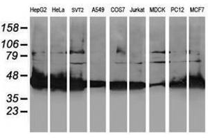 Image no. 8 for anti-NIF3 NGG1 Interacting Factor 3-Like 1 (NIF3L1) antibody (ABIN1496618)