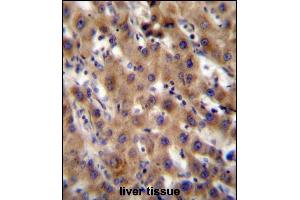 SRPK1 Antibody (N-term) (ABIN391794 and ABIN2841649) immunohistochemistry analysis in formalin fixed and paraffin embedded human liver tissue followed by peroxidase conjugation of the secondary antibody and DAB staining. (SRPK1 抗体  (N-Term))