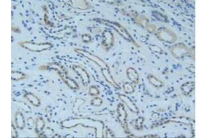 IHC-P analysis of Human Kidney Tissue, with DAB staining. (SMAD9 抗体  (AA 226-459))