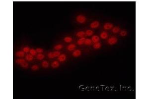Immunofluorescence (IF) image for anti-ERG, ETS transcription factor (ERG) (C-Term) antibody (ABIN2854677)