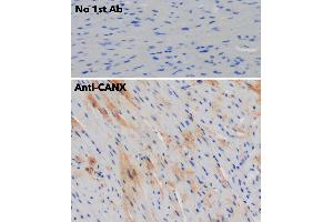 Immunohistochemistry (IHC) image for anti-Calnexin (CANX) (C-Term) antibody (ABIN1440007)
