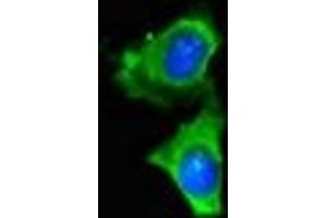 Immunofluorescent analysis of Hela cells using ABIN7159413 at dilution of 1:100 and Alexa Fluor 488-congugated AffiniPure Goat Anti-Rabbit IgG(H+L) (Merlin 抗体  (AA 230-414))