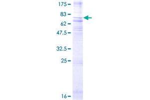 NMUR1 Protein (AA 1-426) (GST tag)