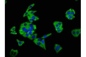 Immunofluorescence staining of HepG2 cells with ABIN7160125 at 1:66, counter-stained with DAPI. (Moesin 抗体  (AA 466-572))