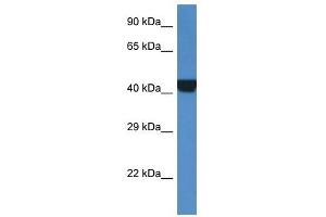 Western Blot showing PRKAR2A antibody used at a concentration of 1 ug/ml against Fetal Kidney Lysate (PRKAR2A 抗体  (Middle Region))