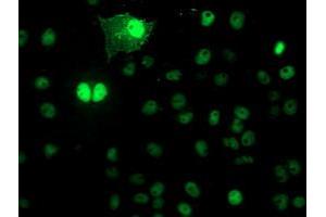 Image no. 2 for anti-N-Acyl Phosphatidylethanolamine phospholipase D (NAPEPLD) antibody (ABIN1499643) (NAPEPLD 抗体)