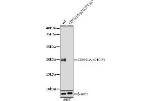 Western blot analysis of extracts from wild type (WT) and CDKN1A/p21CIP1 knockout (KO) 293T cells, using CDKN1A/p21CIP1 antibody (ABIN7266599) at 1:1000 dilution. (p21 抗体)