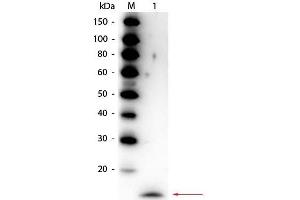 Western Blot of Rabbit anti-Rat IL-17A Antibody Peroxidase Conjugated. (Interleukin 17a 抗体  (HRP))