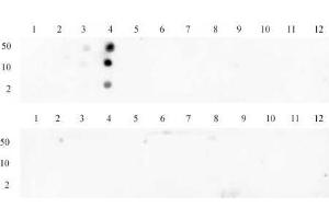 Histone H3 trimethyl Lys4 antibody tested by dot blot analysis. (Histone 3 抗体  (H3K4me3))