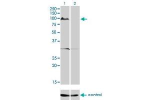 Western blot analysis of KSR2 over-expressed 293 cell line, cotransfected with KSR2 Validated Chimera RNAi (Lane 2) or non-transfected control (Lane 1). (KSR2 抗体  (AA 411-500))