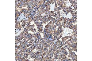 IHC analysis of SEC23IP using anti-SEC23IP antibody (ABIN7601222).