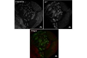 Immunofluorescence (IF) image for anti-Asense (C-Term) antibody (ABIN7272995) (Asense (C-Term) 抗体)