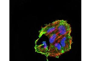 Immunofluorescence (IF) image for anti-Cell Death-Inducing DFFA-Like Effector C (CIDEC) (AA 53-141) antibody (ABIN5542500)