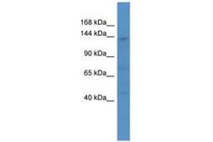 Image no. 1 for anti-Calcium Channel, Voltage-Dependent, alpha 2/delta Subunit 4 (CACNA2D4) (AA 757-806) antibody (ABIN6746681)