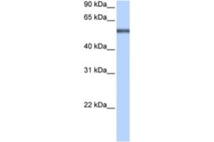 Western Blotting (WB) image for anti-Leucine Rich Repeat Containing 8 Family, Member E (LRRC8E) antibody (ABIN2463301) (LRRC8E 抗体)