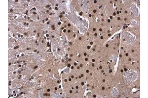 IHC-P Image XBP1 antibody [N3C3] detects XBP1 protein at nucleus in mouse brain by immunohistochemical analysis. (XBP1 抗体)
