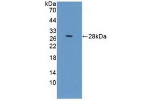 Figure. (Prolactin Receptor 抗体  (AA 25-234))