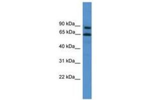 Image no. 1 for anti-Zinc Finger Protein 257 (ZNF257) (C-Term) antibody (ABIN6746173) (ZNF257 抗体  (C-Term))
