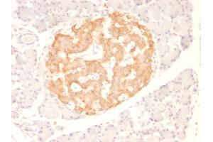Formalin-fixed, paraffin-embedded Rat Pancreas stained with TNF alpha Monoclonal Antibody (TNF706) (TNF alpha 抗体  (N-Term))