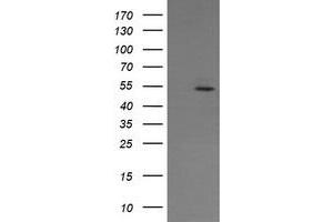Image no. 3 for anti-ERG, ETS transcription factor (ERG) antibody (ABIN1498080) (ERG 抗体)