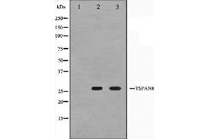 Western blot analysis on Jurkat and K562 cell lysate using TSPAN8 Antibody,The lane on the left is treated with the antigen-specific peptide. (Tspan-8 抗体  (Internal Region))