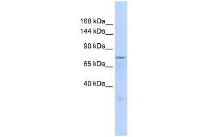 ZFP62 antibody used at 0.