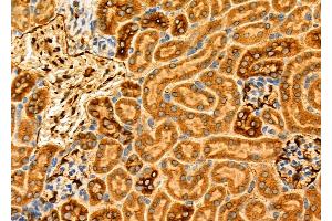 ABIN6266340 and ABIN6276846 at 1/100 staining Mouse kidney tissue by IHC-P. (GABRG2 抗体  (N-Term))