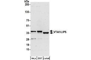Western Blotting (WB) image for anti-Vps20-Associated 1 Homolog (VTA1) (AA 150-200) antibody (ABIN7450902)