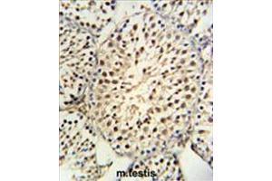 YPEL5 Antibody (C-term) IHC analysis in formalin fixed and paraffin embedded mouse testis tissue followed by peroxidase conjugation of the secondary antibody and DAB staining. (YPEL5 抗体  (C-Term))
