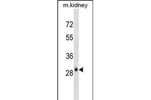 AQP3 Antibody (Center) (ABIN1537917 and ABIN2838290) western blot analysis in mouse kidney tissue lysates (35 μg/lane). (AQP3 抗体  (AA 163-191))