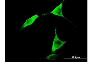 Immunofluorescence (IF) image for anti-Aldehyde Dehydrogenase 1 Family, Member L1 (ALDH1L1) (AA 803-902) antibody (ABIN524242)