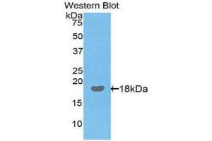 Western Blotting (WB) image for anti-Interleukin 17 (IL17) (AA 25-169) antibody (ABIN3209506) (IL-17 抗体  (AA 25-169))