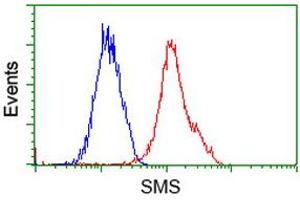 Flow cytometric Analysis of Hela cells, using anti-SMS antibody (ABIN2454730), (Red), compared to a nonspecific negative control antibody, (Blue). (SMS 抗体)