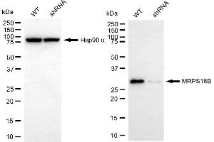 Western blotting analysis using MRPS18B antibody (ABIN7799433). (Recombinant MRPS18B 抗体)