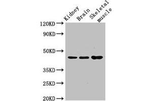 Western Blot Positive WB detected in: Mouse kidney tissue, Mouse brain tissue, Mouse skeletal muscle tissue All lanes: CASP4 antibody at 3.