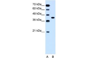 WB Suggested Anti-SLC35B1 Antibody Titration:  1. (SLC35B1 抗体  (C-Term))
