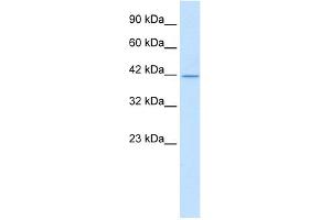 WB Suggested Antibody Titration:  0. (ALF (N-Term) 抗体)