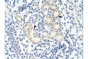 Image no. 1 for anti-MYC Induced Nuclear Antigen (MINA) (N-Term) antibody (ABIN6736179) (MINA 抗体  (N-Term))