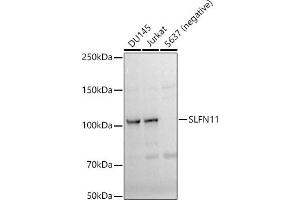 Western blot analysis of extracts of various cell lines, using SLFN11 antibody (ABIN7270159) at 1:1000 dilution. (SLFN11 抗体)