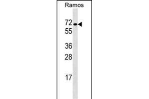 Western Blotting (WB) image for anti-Recombination Signal Binding Protein For Immunoglobulin kappa J Region (RBPJ) (AA 1-29), (N-Term) antibody (ABIN1538823)