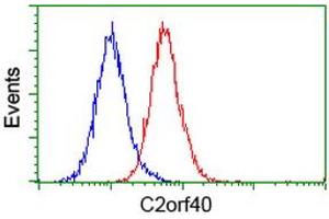 Image no. 3 for anti-Chromosome 2 Open Reading Frame 40 (C2orf40) antibody (ABIN1497047) (C2orf40 抗体)