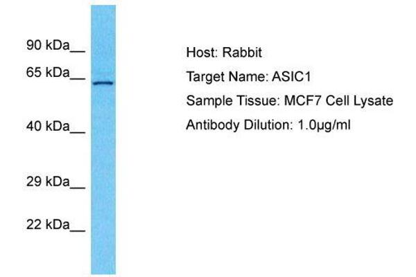 ASIC1 抗体  (N-Term)