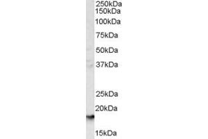 ABIN185486 (1µg/ml) staining of human liver lysate (35µg protein in RIPA buffer). (CD235a/GYPA 抗体  (C-Term))