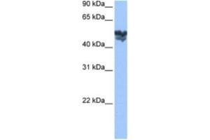 Western Blotting (WB) image for anti-WAS Protein Family, Member 3 (WASF3) antibody (ABIN2463503) (WASF3 抗体)
