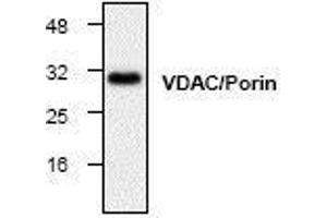 Image no. 1 for anti-Voltage-Dependent Anion Channel 1 (VDAC1) (C-Term) antibody (ABIN127225)