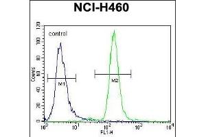 CCNYL3 Antibody (N-term) (ABIN656149 and ABIN2845484) flow cytometric analysis of NCI- cells (right histogram) compared to a negative control cell (left histogram). (CCNYL3 抗体  (N-Term))