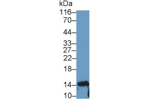 Detection of IL10 in Human Lymphocyte lysate using Polyclonal Antibody to Interleukin 10 (IL10) (IL-10 抗体  (AA 19-178))