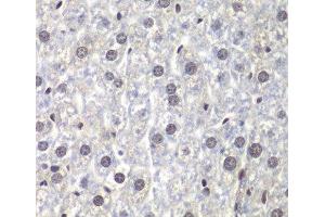 Immunohistochemistry of paraffin-embedded Mouse liver using U2AF1 Polyclonal Antibody at dilution of 1:200 (40x lens). (U2AF1 抗体)