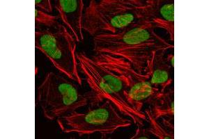 Immunofluorescence analysis of HeLa cells using XRCC5 monoclonal antobody, clone 5C5  (green). (XRCC5 抗体)