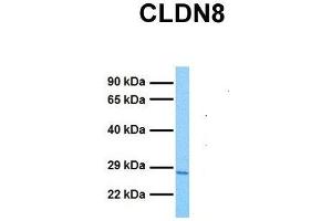 Western Blotting (WB) image for anti-Claudin 8 (CLDN8) (C-Term) antibody (ABIN2778044)